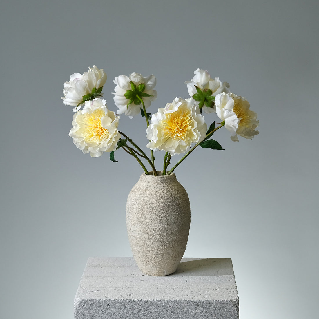 Pion Creme - FLORISSMA