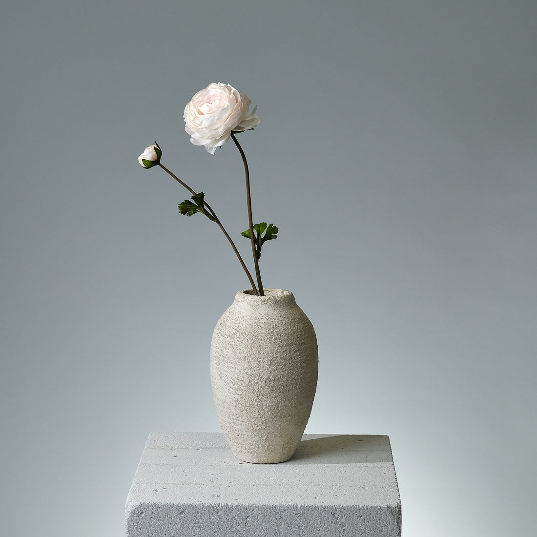 Ranunkel Cremé - FLORISSMA
