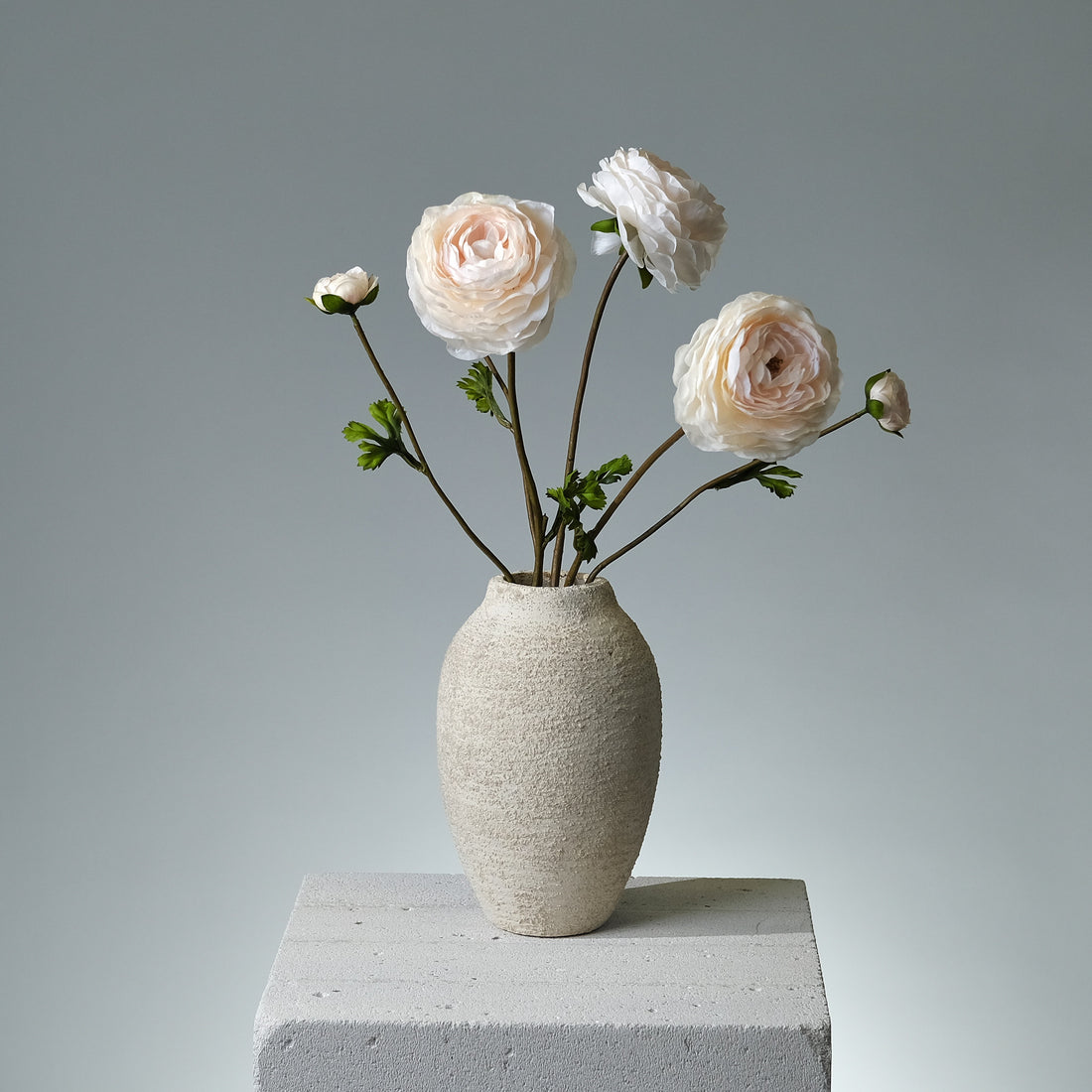 Ranunkel Cremé - FLORISSMA