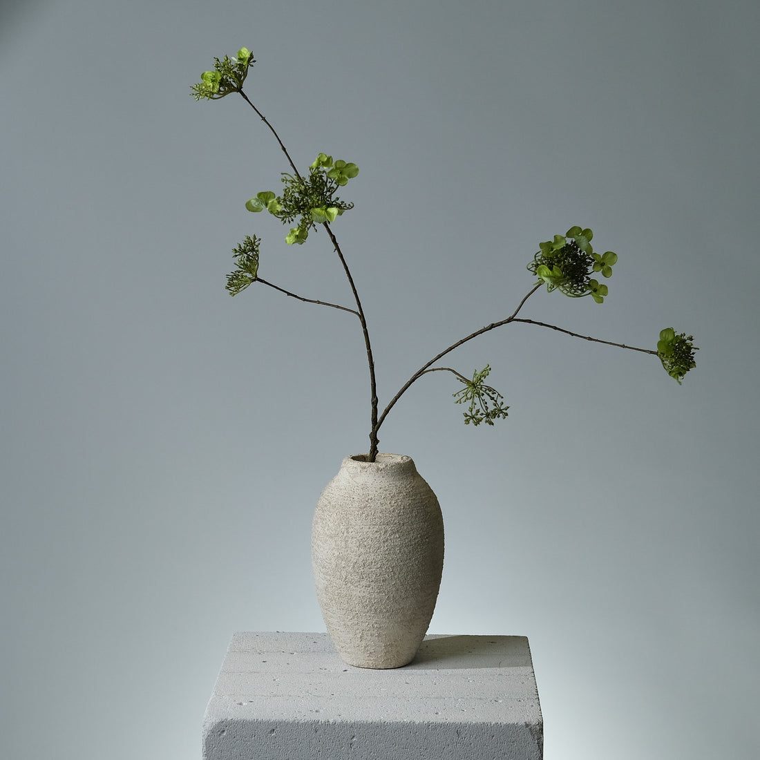 Hortensia Grön Knoppar - FLORISSMA