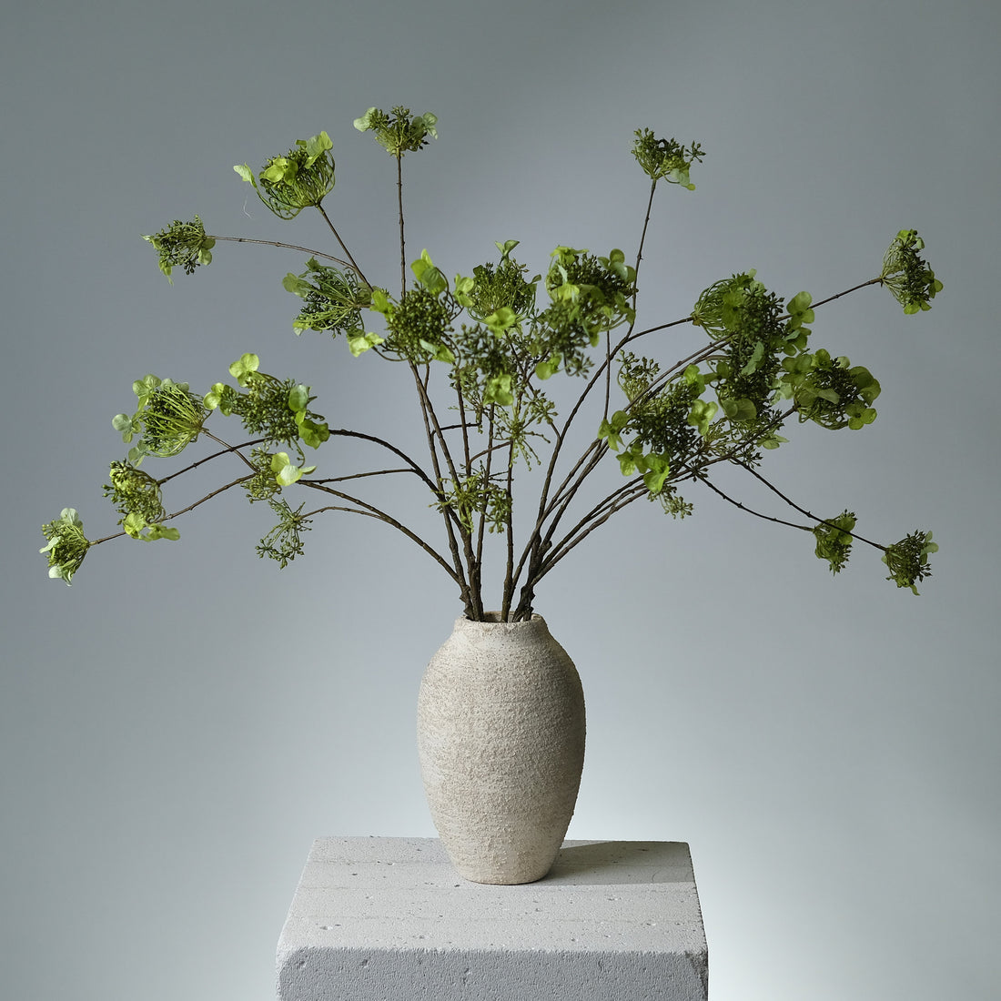 Hortensia Grön Knoppar - FLORISSMA