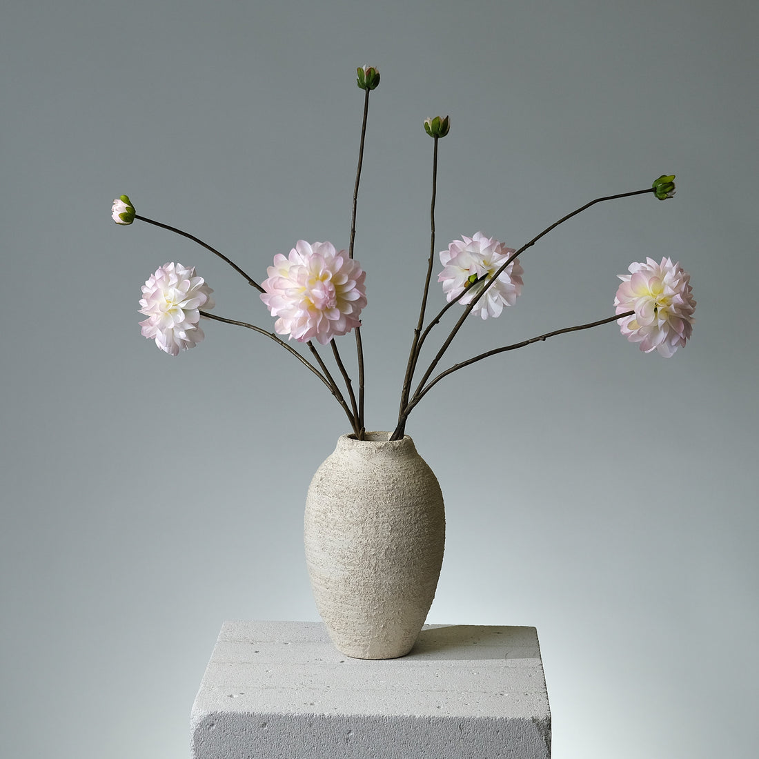 Dahlia Cremé/Rosa - FLORISSMA