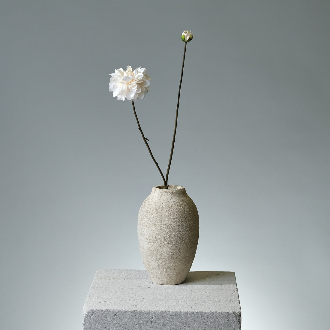 Dahlia Rosa/Vit - FLORISSMA