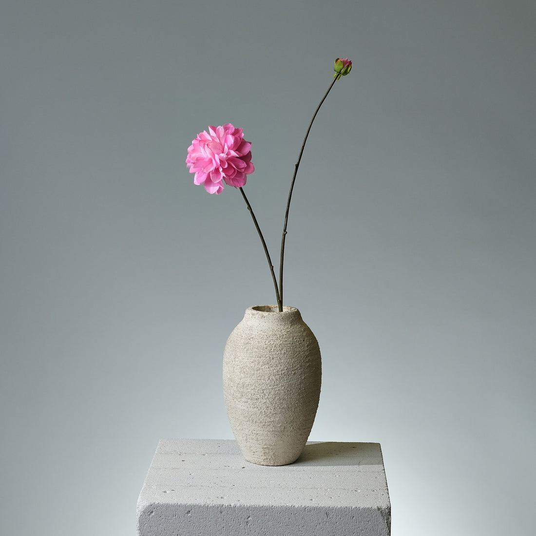 Dahlia Mörkrosa - FLORISSMA