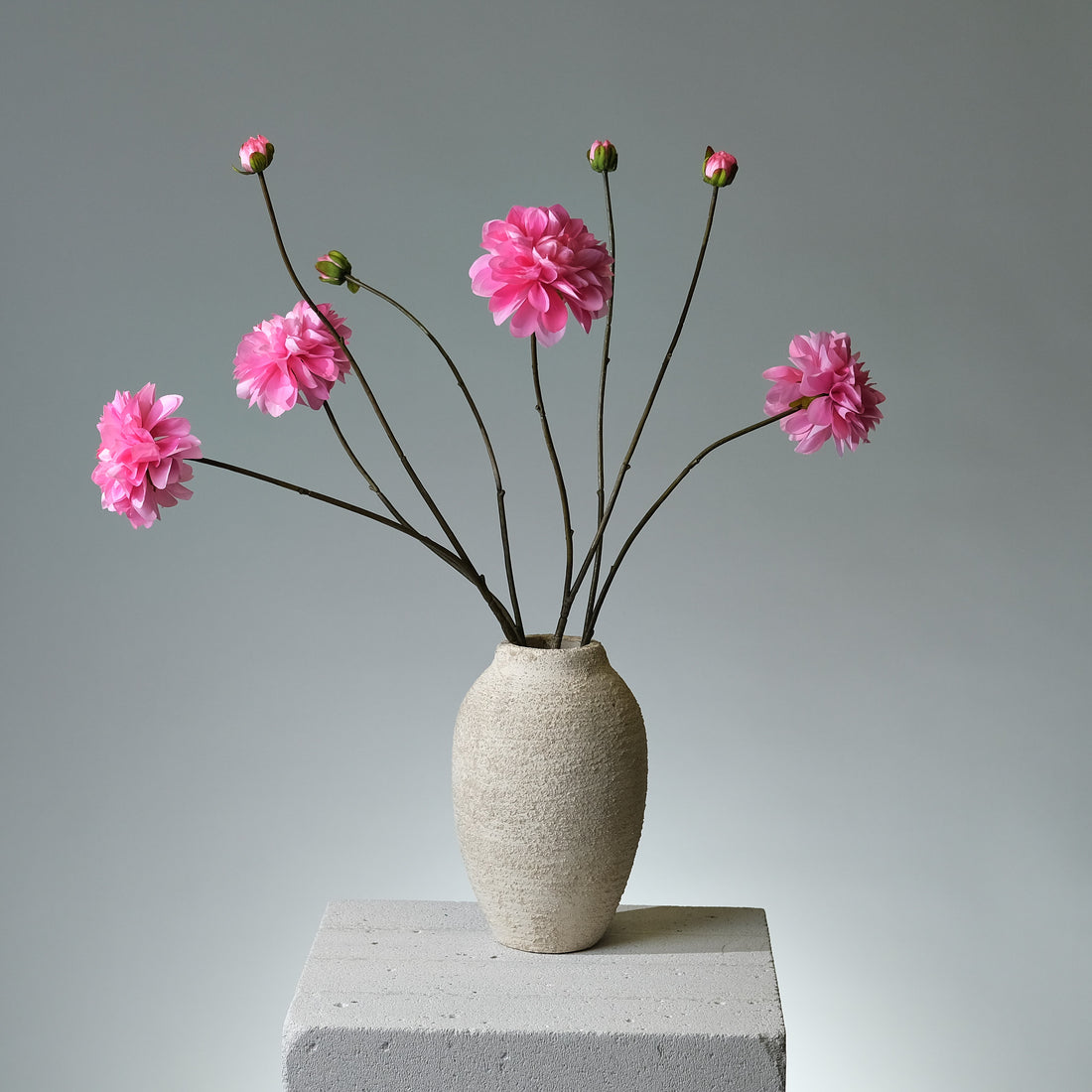 Dahlia Mörkrosa - FLORISSMA