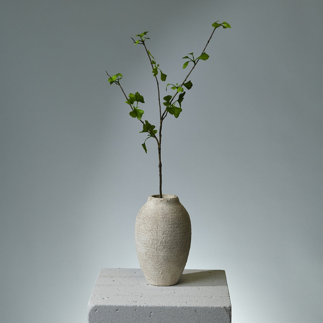 Ginkgo Grön Växt - FLORISSMA
